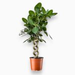 Купить Фикус Бенгальский Одри спираль ⌀34 ↑140 см