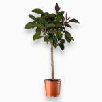 Купить Фикус Эластика Абиджан штамб ⌀24 ↑130 см