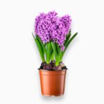 Купить Гиацинт Микс в горшке