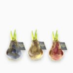 Купить Гиппеаструм в воске