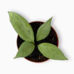 Купить Хойя Гвинея Гост ⌀10 ↑15 см