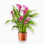 Купить Калла микс ⌀12 ↑40 см