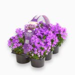 Купить Кампанула ⌀11 ↑20 см