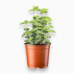 Купить Крассула Перфората ⌀8 ↑10 см