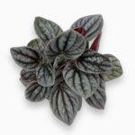 Заказать Пеперомия Каракас