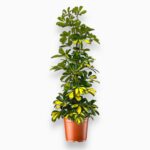 Купить Шеффлера Далтон пирамида ⌀20 ↑100 см