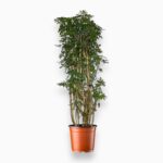 Купить Шеффлера Луизиана бранч ⌀32 ↑150 см