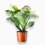 Купить Сингониум Грин Сплэш ⌀12 ↑25 см