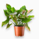 Купить Сингониум Триколор ⌀12 ↑25 см