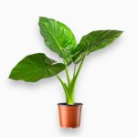 Купить Алоказия Портодора Макрориза ⌀17 ↑60 см