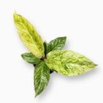 Купить Антуриум Хукери Вариегата ⌀12 ↑30 см