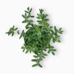 Купить Делосперма Эхинантум