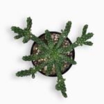 Купить Эуфорбия Инермис