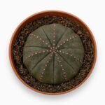 Эуфорбия Обеса