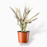 Купить Эуфорбия Платиклада ⌀9 ↑20 см