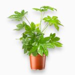 Фатсия Японская Вариегата купить, Fatsia japonica variegata, комнатное растение с пестрыми листьями, декоративная фатсия, неприхотливое крупнолистное растение
