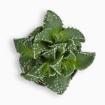 Купить Фаукария Туберкулеза