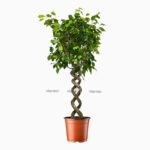 Фикус Бенджамина Экзотика спираль ⌀30 ↑130 см