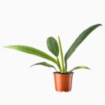 Купить Филодендрон Кампии Линетт ⌀14 ↑40 см