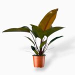 Купить Филодендрон Конго