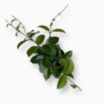 Хойя Чоук купить, Hoya chouke, хойя с ароматными цветами, редкая хойя, вьющееся растение в горшке, уход за хойей