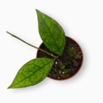 Купить Хойя Финлейсонии Саравак