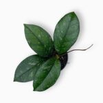 Хойя Каллистофилла Сабах