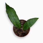 Купить Хойя Клемензиорум Дарк Лиф ⌀10 ↑15 см