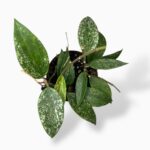 Купить Хойя Латифолия Рангсан ⌀12 ↑15 см