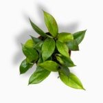 Купить Хойя Санрайз ⌀12 ↑20 см