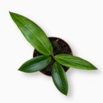 хойя солигамиана купить, Hoya soligamiana, хойя сплэш, коллекционная хойя, уход за хойей