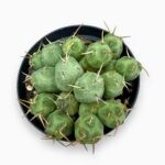 Купить Кактус Пуна Инчауси ⌀10 ↑15 см