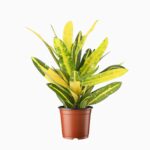 Купить Кодиеум Голд Сан