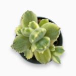 Купить Котиледон Уайт Панда ⌀5 ↑10 см