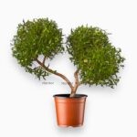 Купить Мирт Oбыкновенный Пон Пон