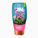 Купить Орхидея Плейоне садовая ⌀12 ↑30 см