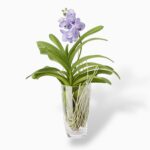 Купить Орхидея Ванда в вазе