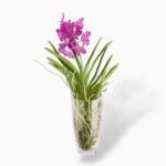 Заказать Орхидея Ванда в вазе