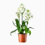 Купить Орнитогалум Дубиум 10 ↑20 см