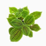 пилея мун вэлли купить, pilea moon valley, пилея фактурная, пилея декоративнолистная, комнатное растение, растение в кашпо, пилея в горшке, компактное растение, пилея доставка Москва