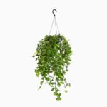 Купить Традесканция Грин Хилл ⌀17 ↑35 см