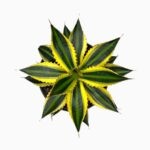 Купить Агава Лофанта Квадриколор ⌀13 ↑20 см