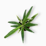 Купить Аглаонема Бамбук ⌀10 ↑25 см