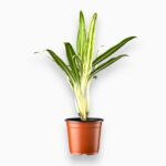 Купить Аглаонема Бамбук ⌀10 ↑25 см