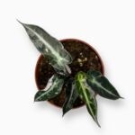 Купить Алоказия Бамбино Вариегата ⌀10 ↑25 см