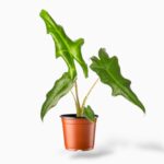 Купить Алоказия Портэй