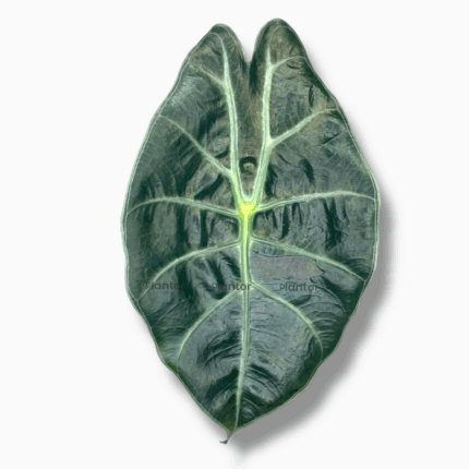 Алоказия Ред Петрол купить, Alocasia suhirmaniana Red Petrol, редкие алоказии, алоказия с бордовыми черешками, алоказия Сухирманиана уход, декоративные растения в горшке