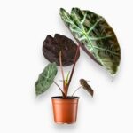 Алоказия Ред Петрол купить, Alocasia suhirmaniana Red Petrol, редкие алоказии, алоказия с бордовыми черешками, алоказия Сухирманиана уход, декоративные растения в горшке