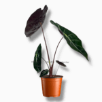 Алоказия Ред Петрол купить, Alocasia suhirmaniana Red Petrol, редкие алоказии, алоказия с бордовыми черешками, алоказия Сухирманиана уход, декоративные растения в горшке