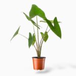 Купить Алоказия Зебрина